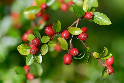 Cotoneaster Horizontalis, Medlar, Neophyte, Wall Cotoneaster, Cotoneaster, Cotoneaster, Flora,