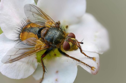 Hedgehog fly, hedgehog fly, caterpillar fly, tachina fera, diptera, insects, two-winged birds