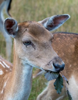 Dama dama, fallow deer, game bite, fallow deer, high size, portrait format, mammals, mammals, bite