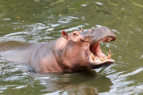 A fully grown male hippopotamus (Hippopotamus amphibius) shows aggression with its mouth wide open