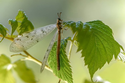 Antmaids, Euroleon nostras, spotted winged ant maid, Myrmeleontidae, Neuroptera, Suffolk antlion,