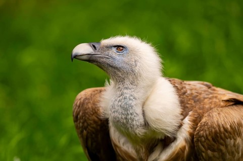 Griffon Vultures (Gyps fulvus), portrait, bavaria, Germany