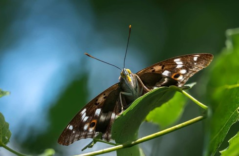 Apatura ilia, small Schiller butterfly, Lesser purple emperor, butterfly, insects, butterflies,