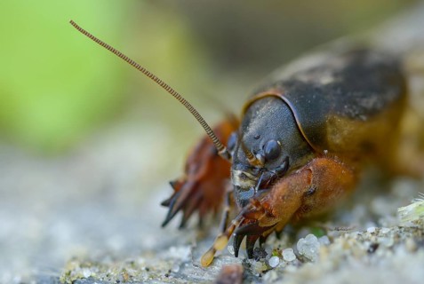 European mole crickets, grasshoppers, gryllotalpa gryllotalpa, half-devils, mole crickets, werre,