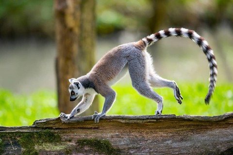 Ring-tailed lemur (Lemur catta) walking on an old tree trunk, captive, Germany
