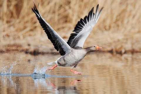 Greylag goose (Anser anser), taking off, North Rhine-Westphalia, Germany