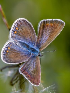 Common blue, common blue, crested blue, polyommatus icarus, blue, butterfly, high size, portrait