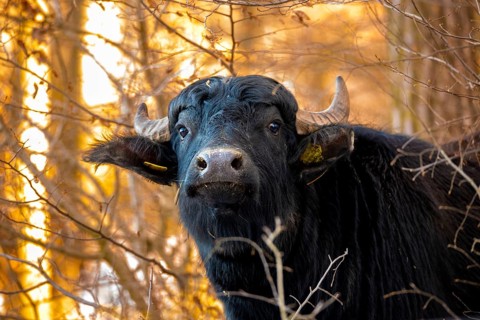 Artiodactyla, Bubalus Arnee, even-toed ungulate, cloven-hoofed, water buffalo, water buffalo,