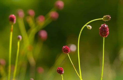 Large meadow button, rosaceae, rose family, sanguisorba officinalis, meadow button, flora, great