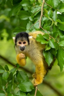 A squirrel monkey sits on a branch, surrounded by green leaves in a natural setting, squirrel