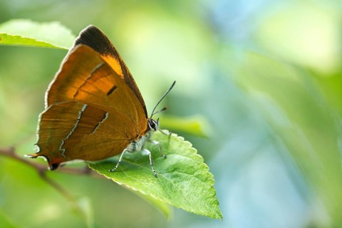 Birch tip, kidney spot, thecla betulae, brown hairstreak, butterfly, female, insects, butterfly,