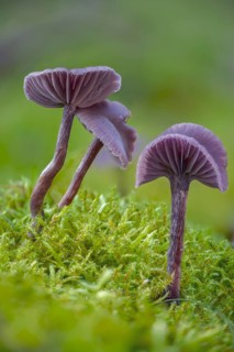 Amethyst deceiver, blue lacquer funnel, heather truffle relatives, hydnangiaceae, laccaria