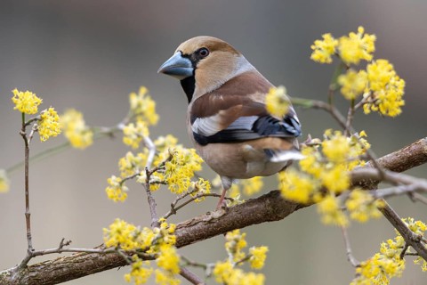 Coccothraustes Coccothraustes, Hawfinch, Heartbiter, Birds, Spring, Passeri, Songbirds, Jump, Birds