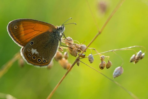 Coenonympha arcania, pearly heath, peargrass moth, white-coined meadowbird, butterfly, insects,