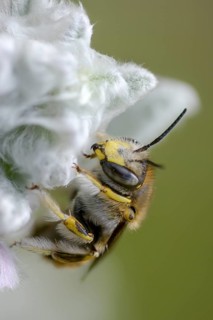 Anthidium manicatum, apidae, bees, European wool carder bee, garden woolbee, large woolbee,