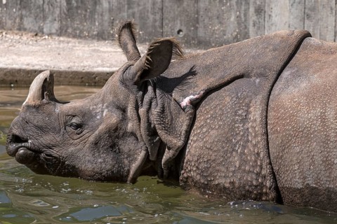 Indian rhinoceros (Rhinoceros unicornis) in the water, Nuremberg Zoo, Middle Franconia, Bavaria,
