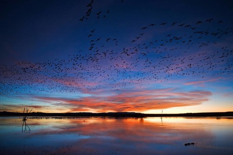 Snow geese and dwarf snow geese in front of sunrise. Bosque del Apache, New Mexico, USA. Snow Geese