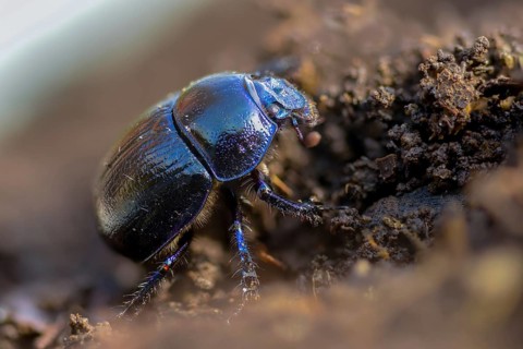 Anoplotrupes stercorosus, geotrupidae, dung beetles, forest dung beetles, beetles, coleoptera, dor