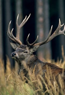 Artiodactyla, Cervus Elaphus, even-toed ungulate, cloven-hoofed, red deer, deer, deer, high size,