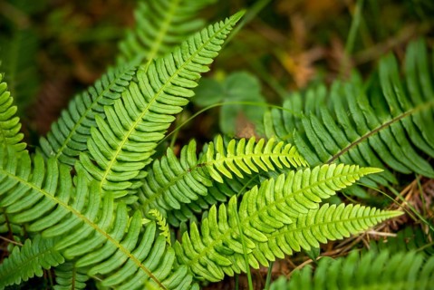 Blechnum spicant, European rib fern, common rib fern, struthiopteris spicant, deer fern, flora,