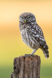 Little Owl (Athene noctua), Goldenstedt, Lower Saxony, Germany