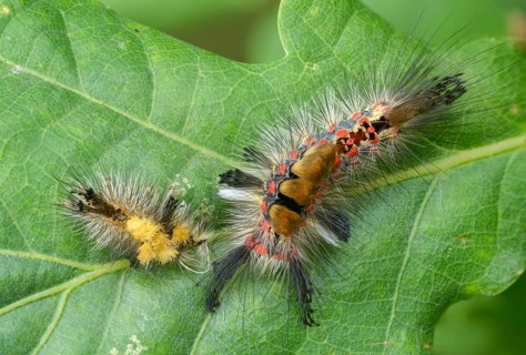 Brush spinner, owl moth, small brush spinner, Lymantriinae, noctuidae, orgyia antiqua, sloe