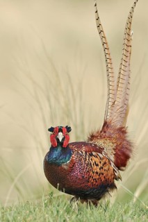 Portrait of a pheasant. Pheasant (Phasianus colchicus) . Eng.: Male pheasant