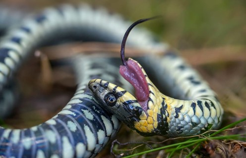 Grass snake, Natrix Natrix, grass snake, fright, thanatosis, death reflex, apparent death,