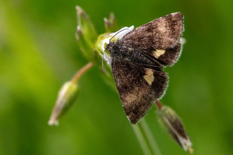 Owl moth, hornwort sunowl, hornwort mulch, noctuidae, panemeria tenebrata, butterfly, insects,