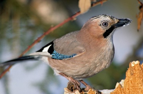 Eurasian Jay, garrulus glandarius, jay, birds, corvidae family of birds, leo, passeri, corvids,