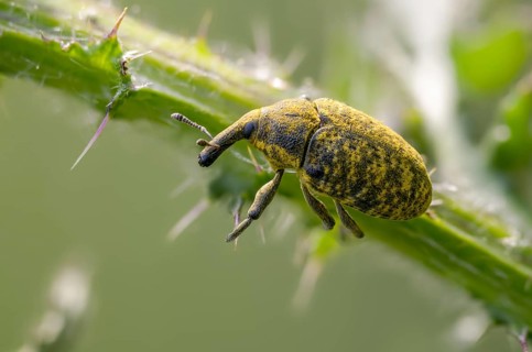 Thistle weevil, larinus cf sturnus, larinus sturnus, weevil, beetle, coleoptera, insects, beetles