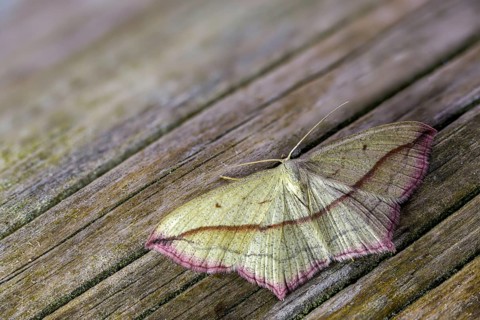 Ampferspanner, Calothysanis Amata, Liebling, Rotrandspanner, Timandra Comae, Blood-Vein, Insects,