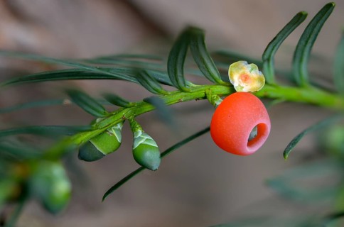 Yew, yew family, European yew, seed coat, taxaceae, taxus baccata, flora, fruit, plants, yew