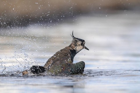Lapwing, Vanellus Vanellus, Bath, Bathe, Birds, Charadriiformes, Limikolen, Plover, Potion, Birds,
