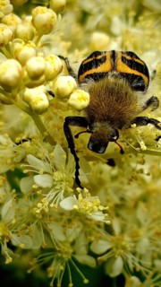 Bee beetle (Trichius fasciatus) on white flowers in a detailed close-up, summer, Frankenwald nature