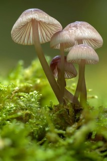 Yellow-edged helmet, yellowing helmet, grey-yellow helmet, ivory bonnet, Mycena flavescens, olive