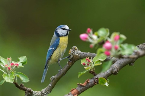 Blue tit, fruit tree blossoms, parus caeruleus, birds, spring, tits, passeri, songbirds, songbirds,