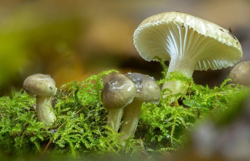 Black-spotted waxy cap, hygrophorus odoratus, hygrophorus pustulatus, pustular snail, snail,