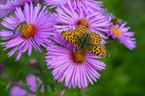 Argynnis Lathonia, Issoria Lathonia, little mother-of-pearl butterfly, queen of Spain fritillary,