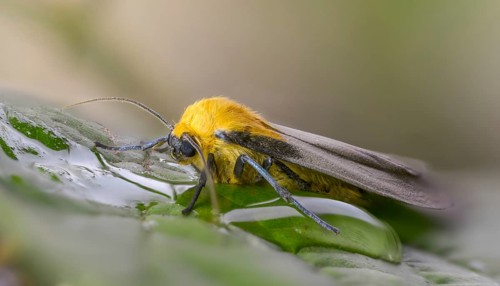 Four-spotted footman, large lichen bear, lithosia quadra, oeonistis quadra, four-spotted lichens,