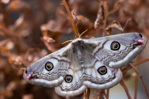 Emperor Moth, Little Peacock Eye, Saturnia Pavonia, Butterfly, Female, Insects, Moths, Moths, Moth,