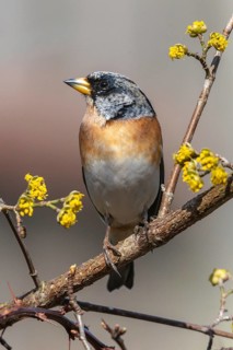 Mountain finch, brambling, fringilla montifringilla, birds, high size, portrait format, passeri,