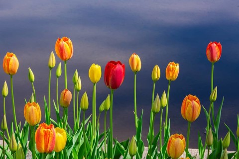 Close-up of yellow, red and orange single cup shaped Tulipa - Tulip flowers in front of puddle of