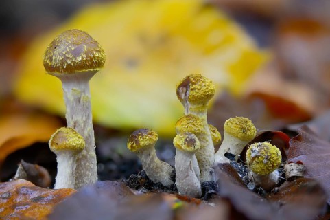 Armillaria mellea, Armillariella cerasi, Armillariella mellea, Armillariella nigritula, golden