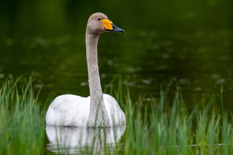 Cygnus Cygnus, Sweden, Singing Swan, Whooper Swan, Anatidae, Birds, Duckbirds, Swan, Swans, Sweden,