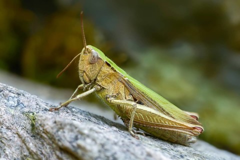 Acrididae, Caelifera, Chorthippus dorsatus, field locusts, gomphocerinae, short-feeler, steppe