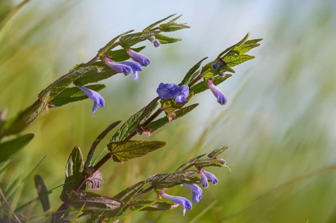 Common skullca, hooded skullcap, cap skullcap, marsh skullcap, scutellaria galericulata, swamp