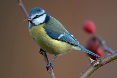 Blue tit, parus caeruleus, autumn, birds, autumn, tits, passeri, songbirds, songbirds, tits, birds