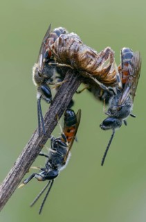 Apidae, bees, furrow bee, common narrow bee, hymenoptera, lasioglossum calceatum, narrow bee, high