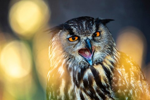 Bubo Bubo, Eagle Owl, Eagle Owl, Birds, Owls, Strigiformes, Birds